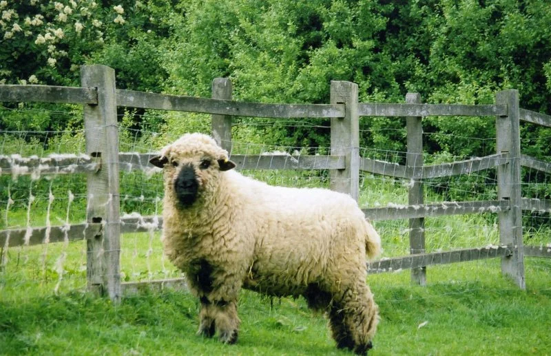 Ram stood in front of fence