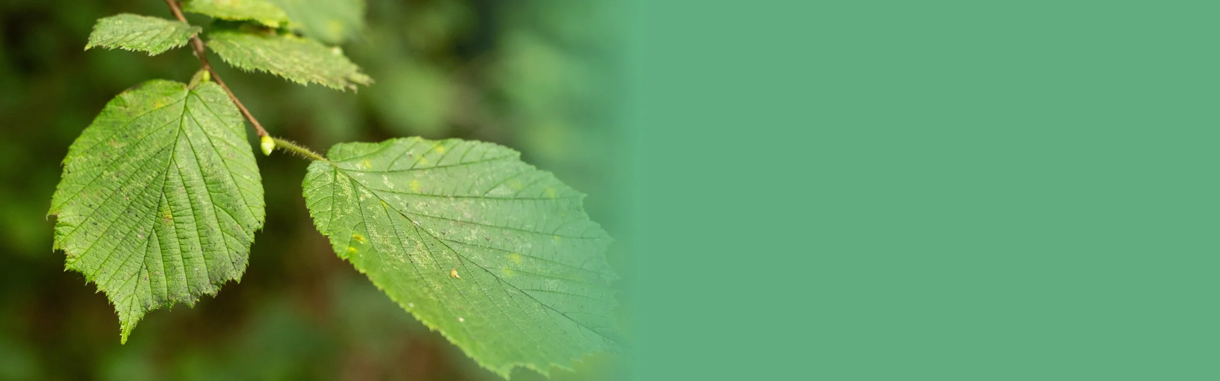 The Woodlands at Chiltern Open Air Museum in the snow