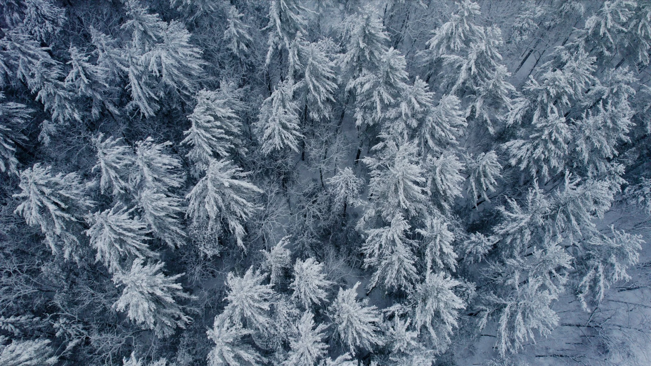 Pines overhead.jpg