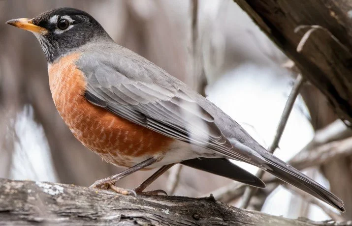 American Robin standing on grass, displaying a gray back, orange breast, and white eye ring.