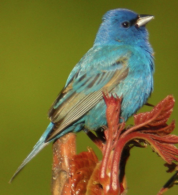 Indigo Bunting perched in sunlight, showing deep blue plumage across head and body.