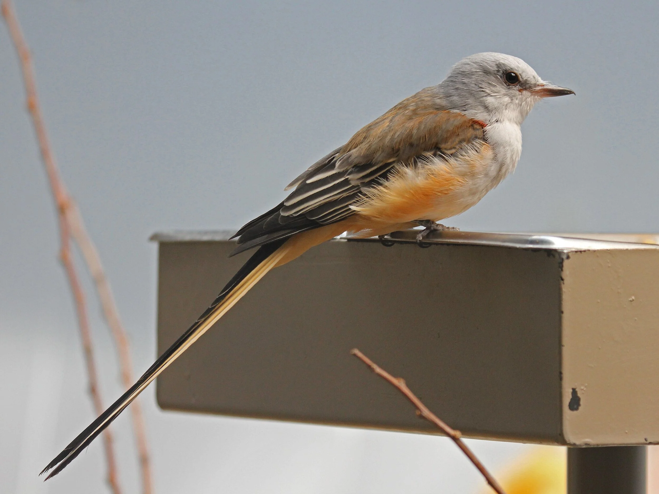 Scissor-tailed Flycatcher perched with long forked tail feathers extending behind it.
