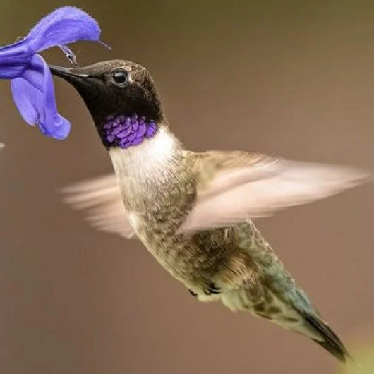 Black-chinned Hummingbird hovering near flowers, with iridescent throat and rapidly beating wings.