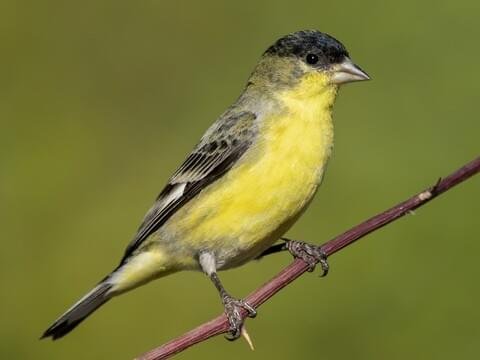 Lesser Goldfinch perched on a branch, with yellow underparts, black cap, and greenish back.