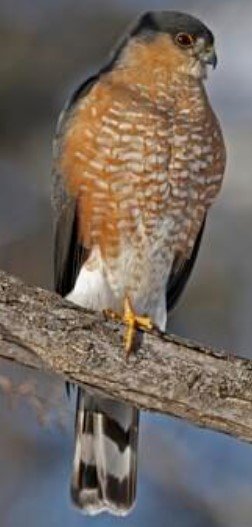 Sharp-shinned Hawk perched among branches, showing compact size and finely barred chest.