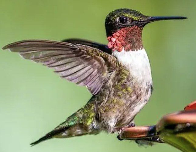 Ruby-throated Hummingbird hovering mid-air, with a shimmering red throat and green body.