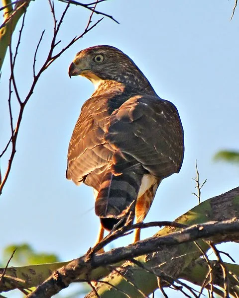 Cooper’s Hawk perched upright, with slate-gray back, barred chest, and sharp hooked beak.