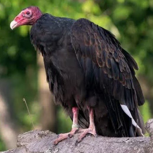 Turkey Vulture gliding with wings spread, displaying dark feathers and a red featherless head.