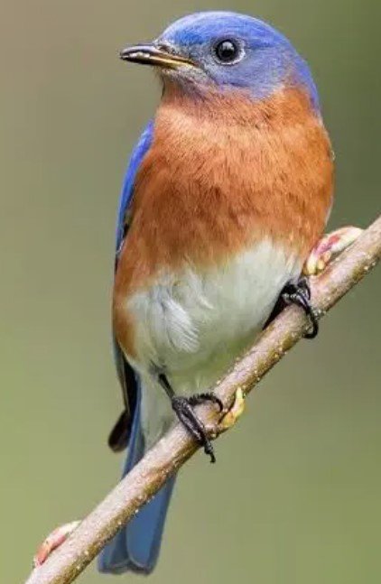 Eastern Bluebird perched on a branch, displaying vivid blue wings and a rusty orange chest.