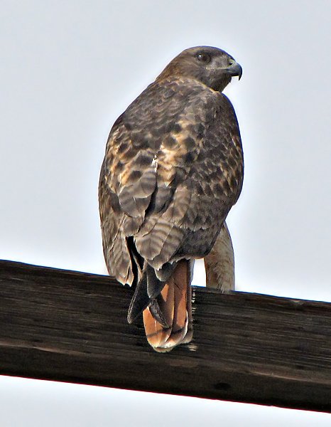 Red-tailed Hawk soaring overhead, showing broad wings and a distinctive reddish tail.