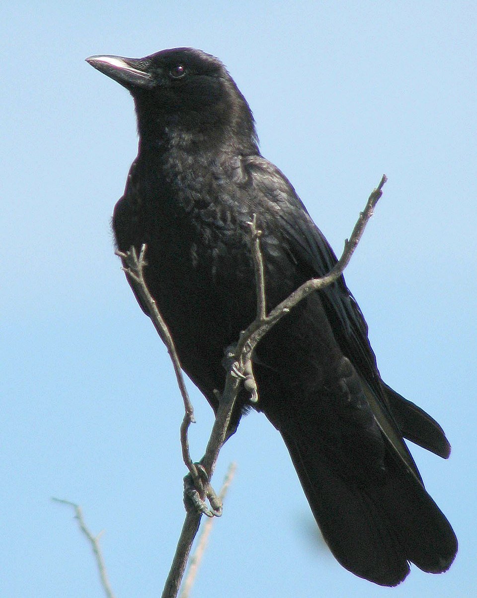 American Crow perched on a tree branch, showing glossy black feathers and a stout black bill.