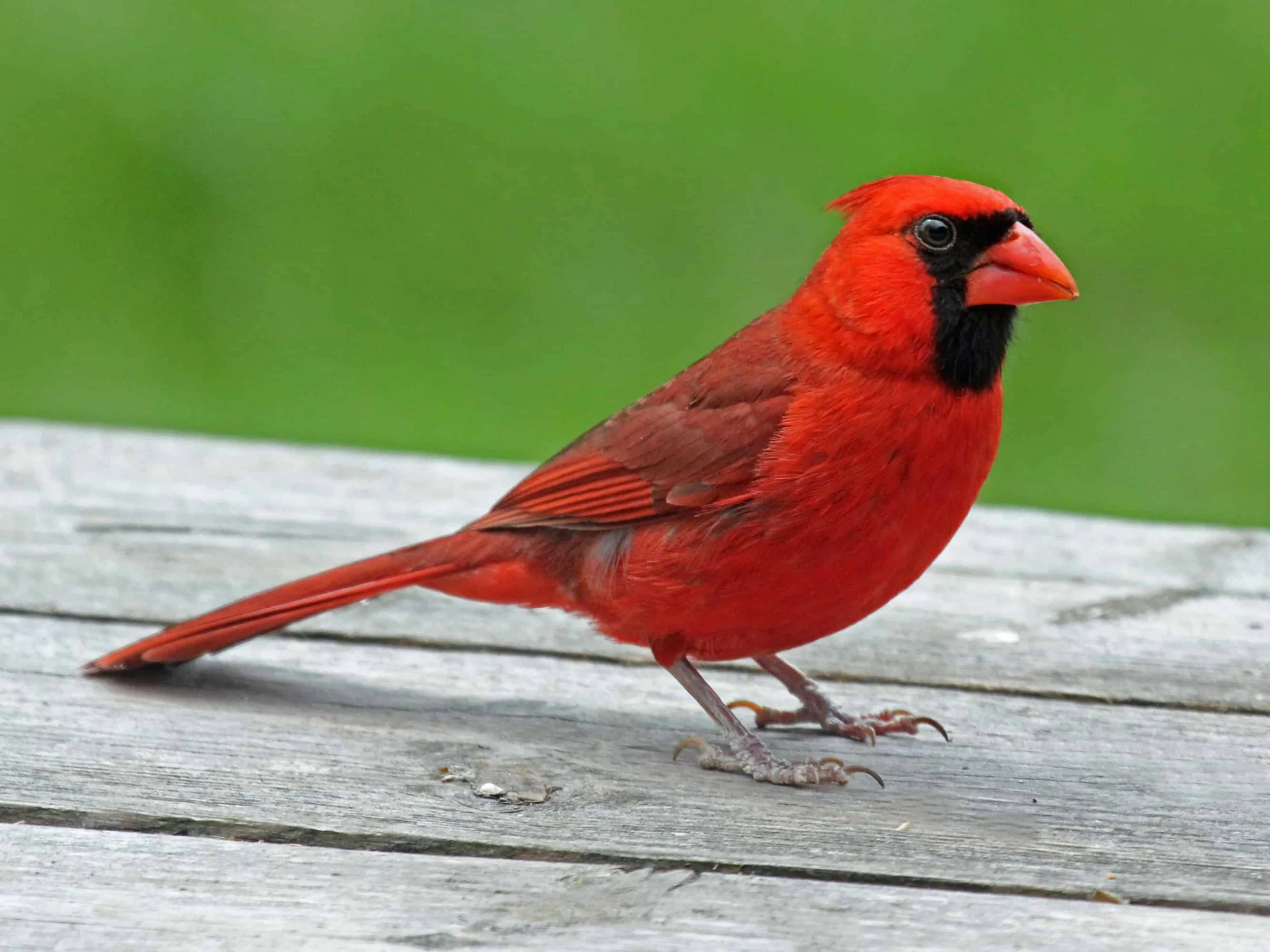 Northern Cardinal perched on a branch, displaying bright red plumage and a prominent crest.