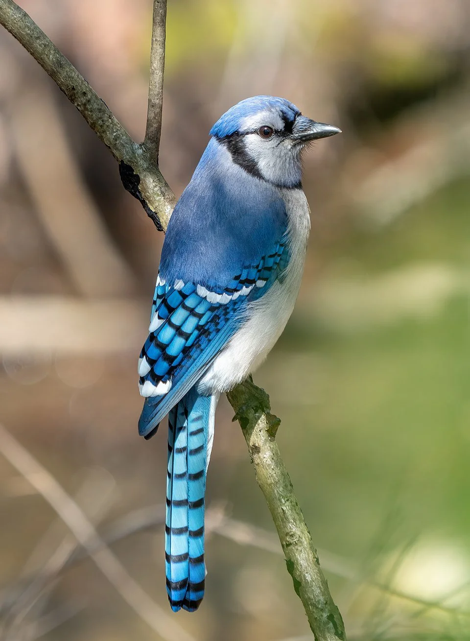 Blue Jay perched on a branch, showing bright blue feathers, white face markings, and a black necklace.