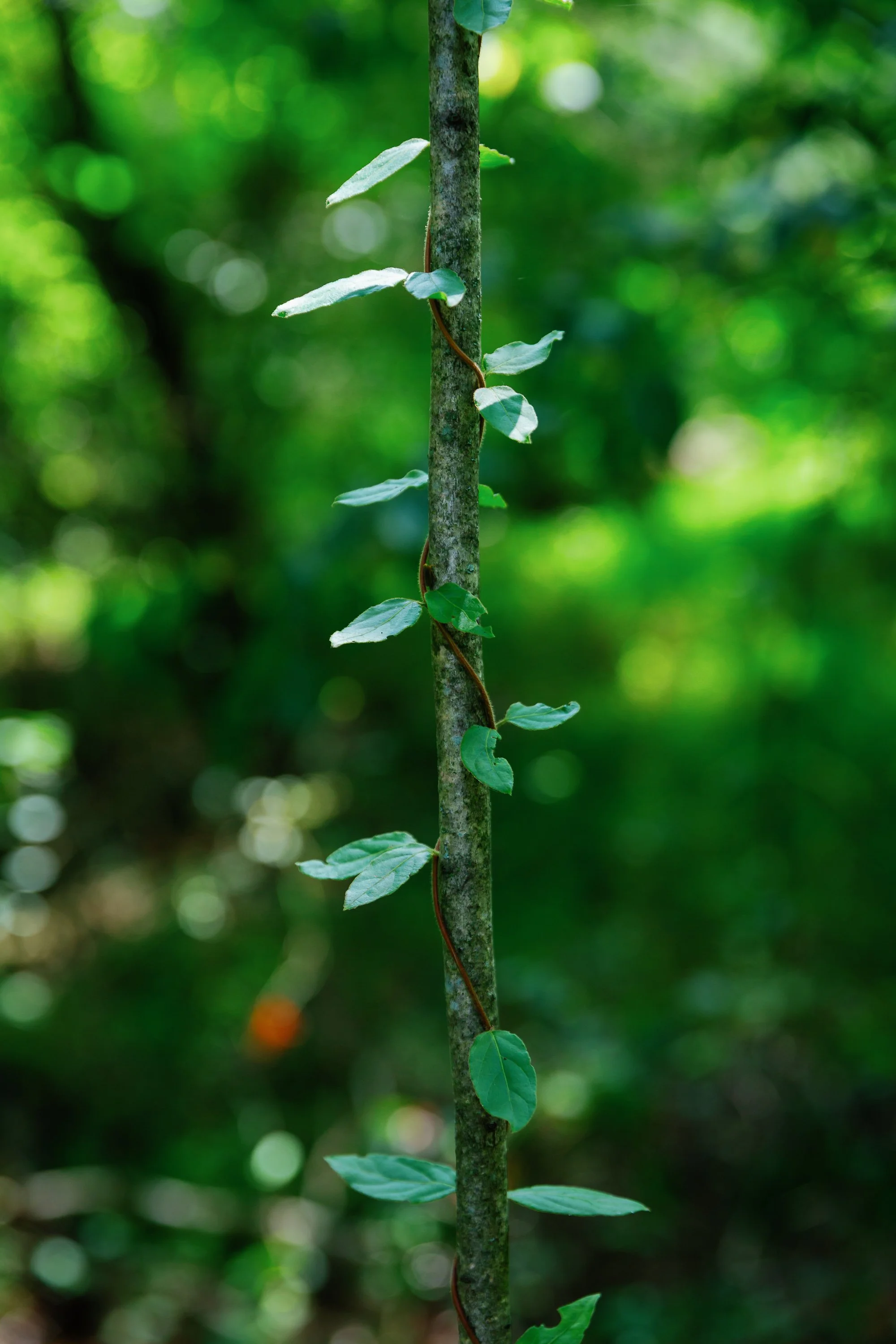 PineyRiver-53.jpg