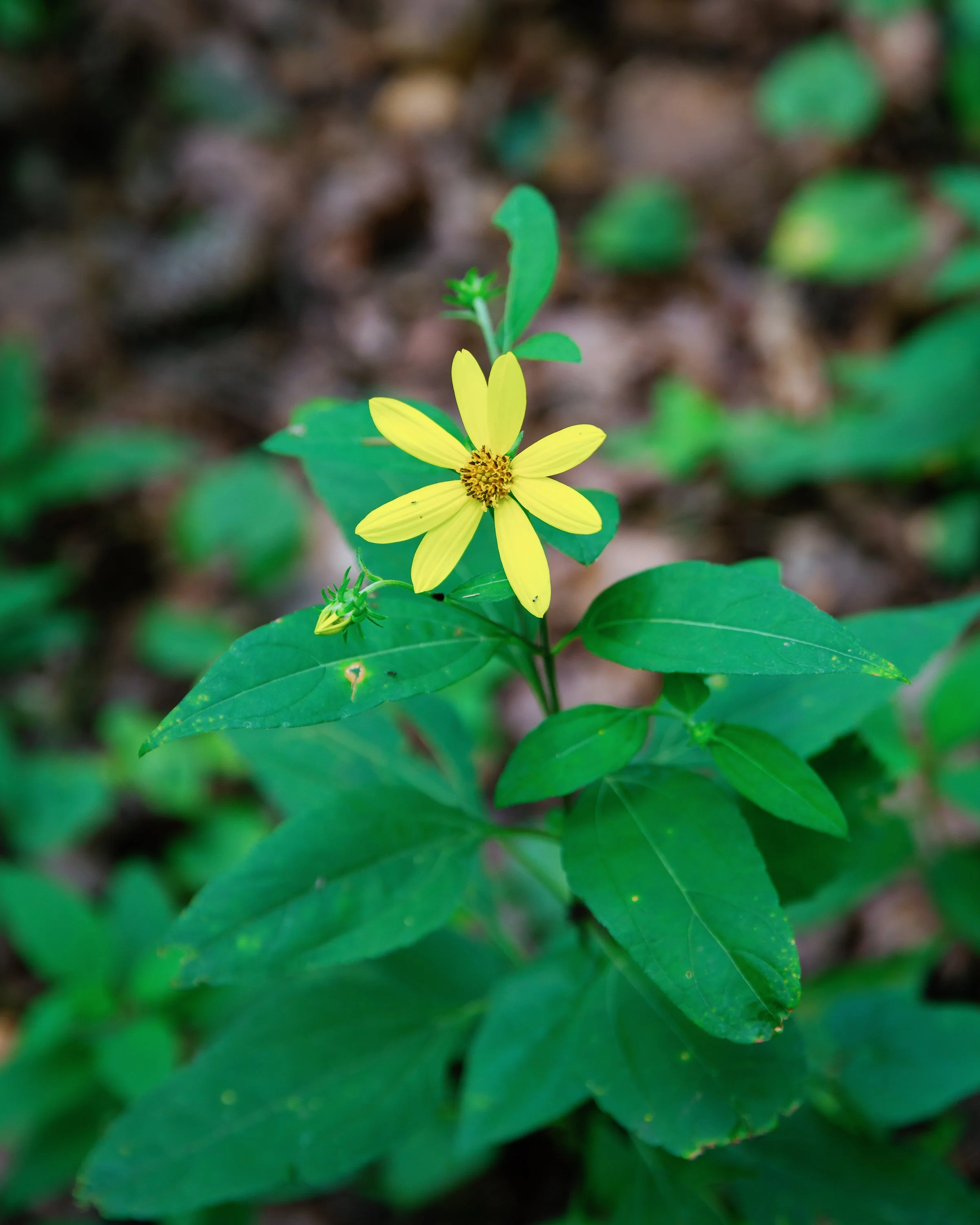 PineyRiver-49.jpg