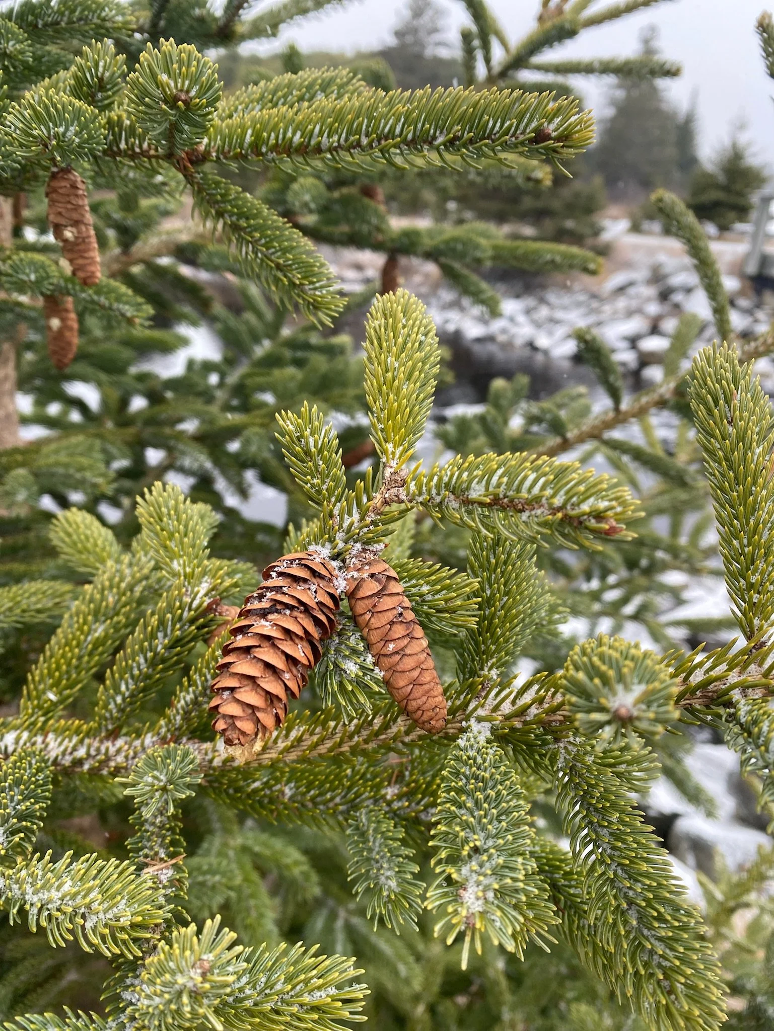 Why I’m Committing to Making My Bed Every Morning