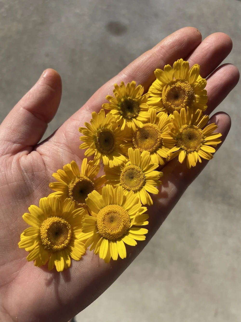 Dyers-Chamomile (1).JPG