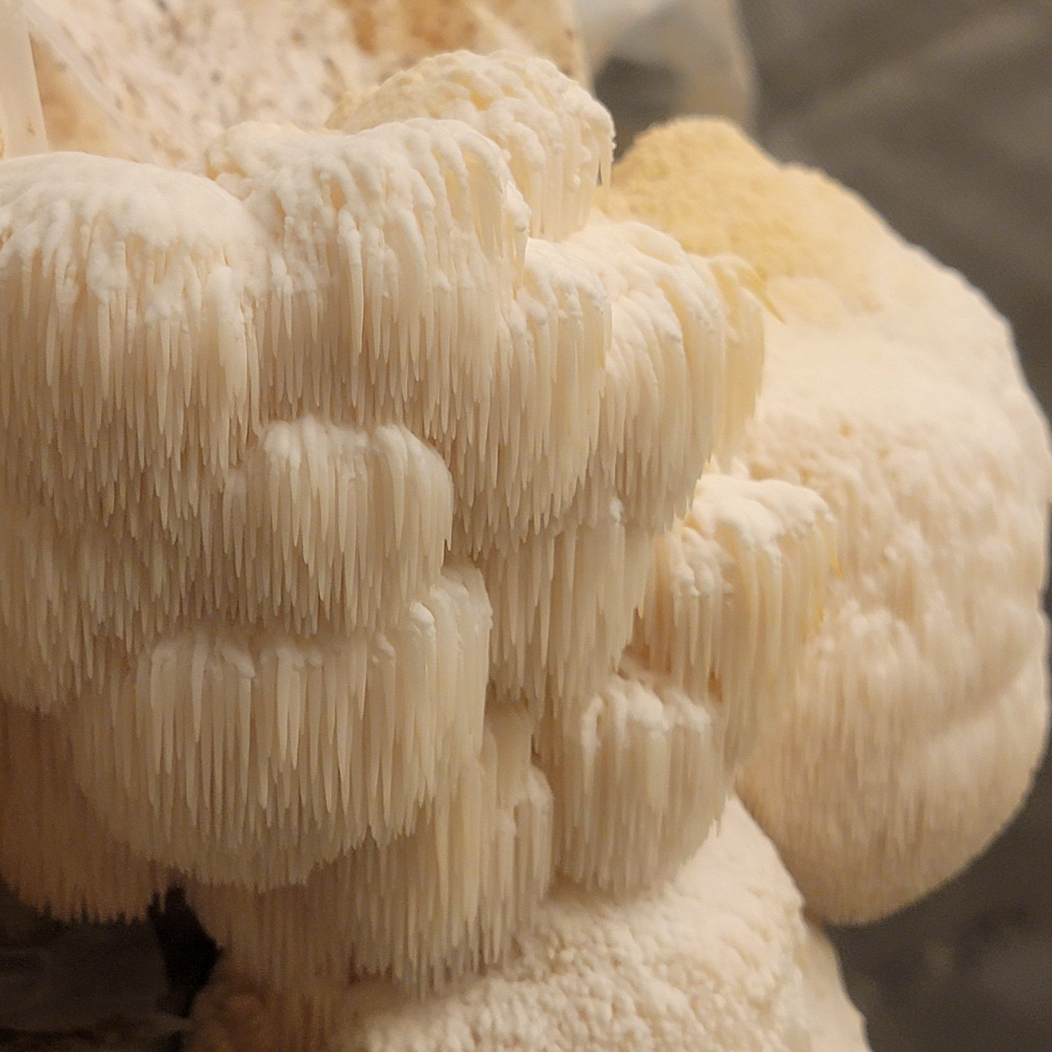 XL Grow Kit - Lion's Mane