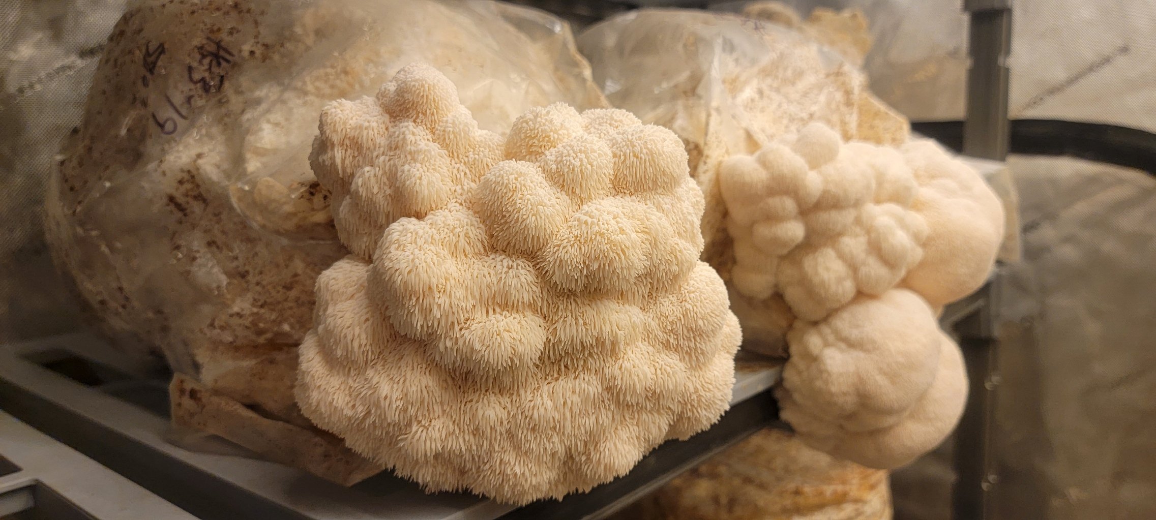 Lions Mane Grow Bag.jpg