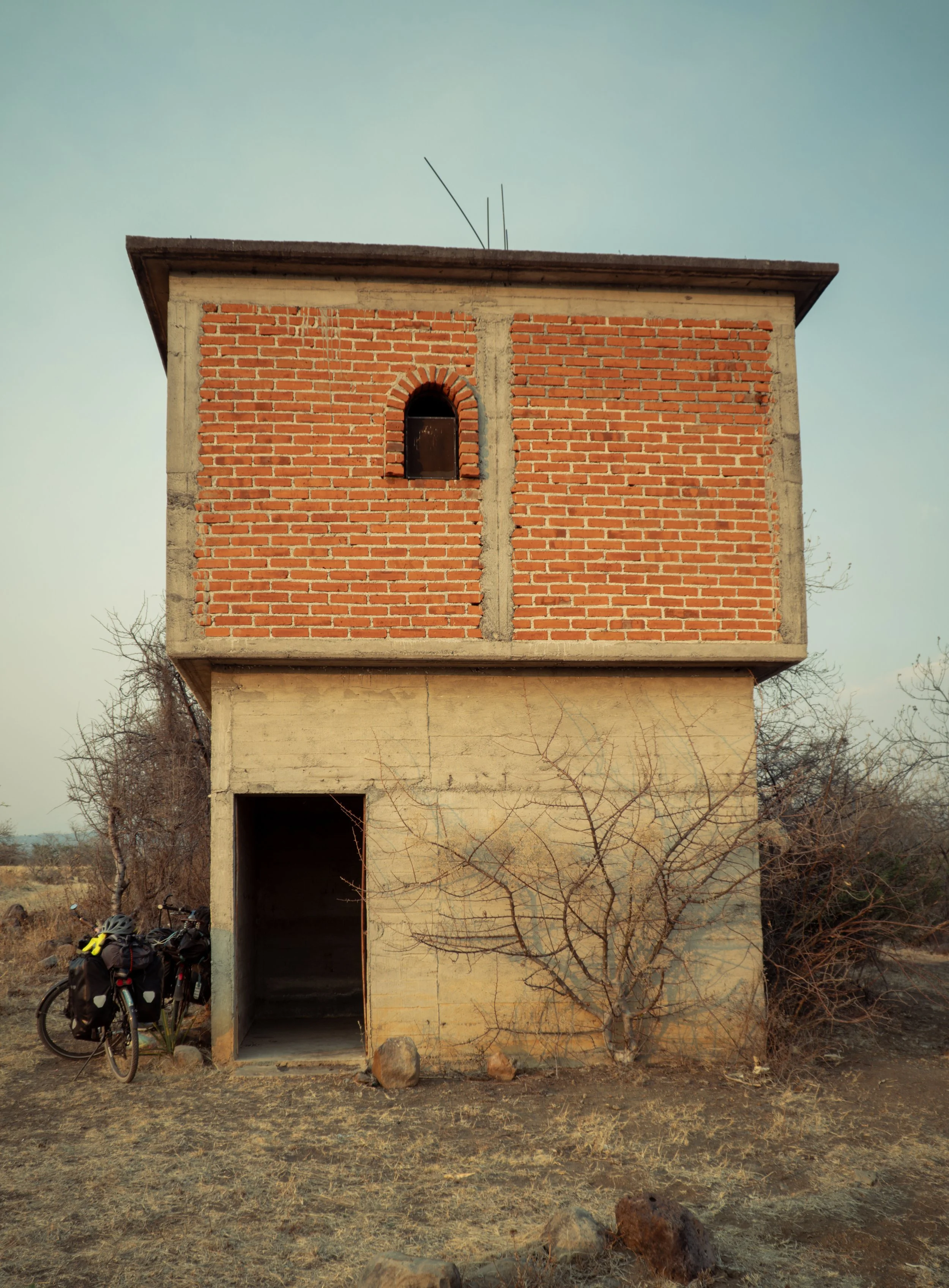 Dickschnabel-Königstyrann-102.jpg