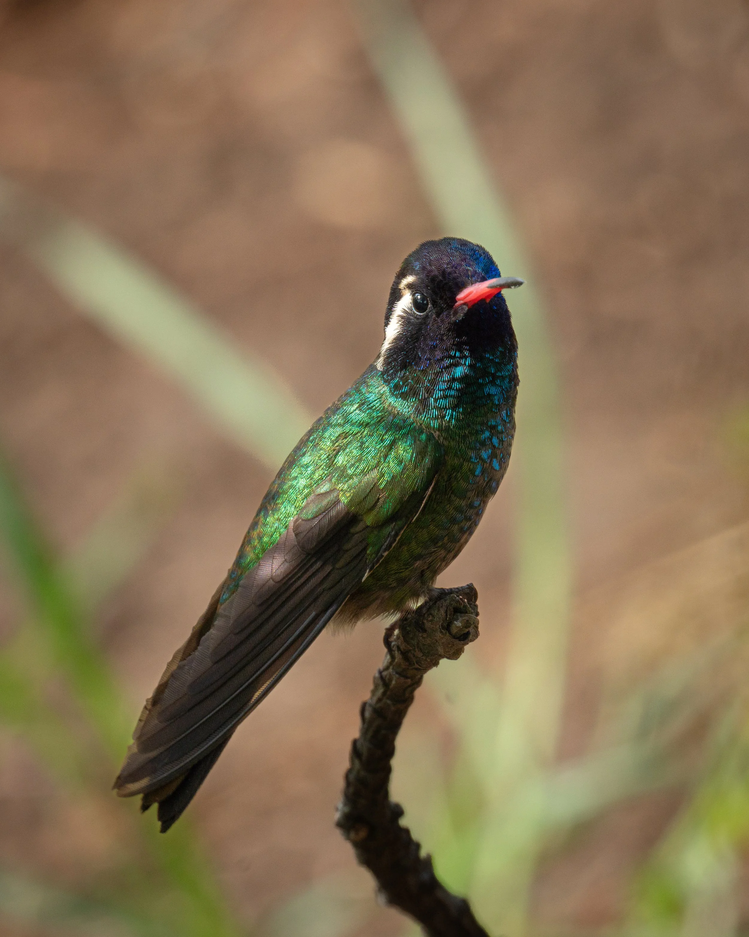 Braunmantel Austernfischer-56.jpg