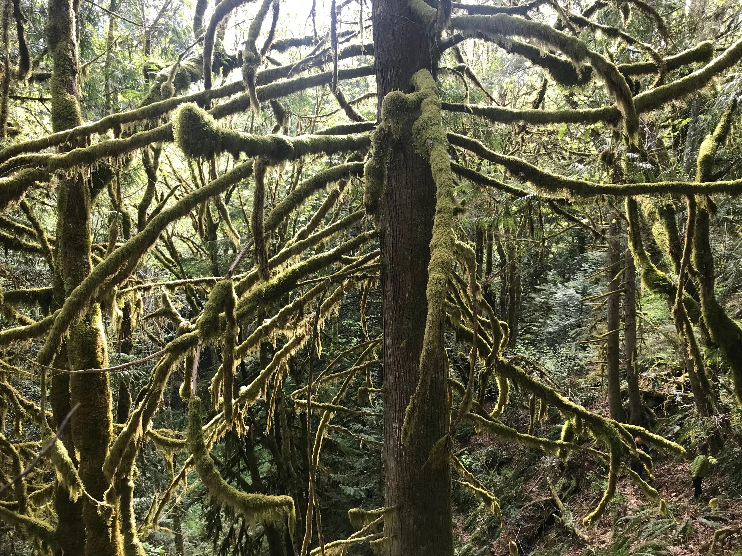the forest: coyote makes a world
