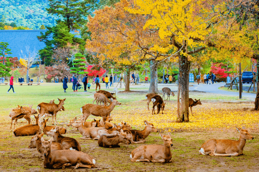 nara-japan-with-deers.png