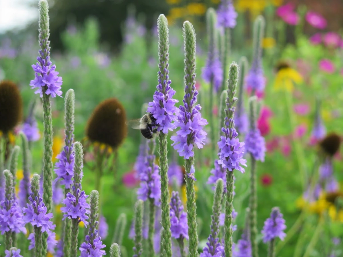 Wild Garden Workshop