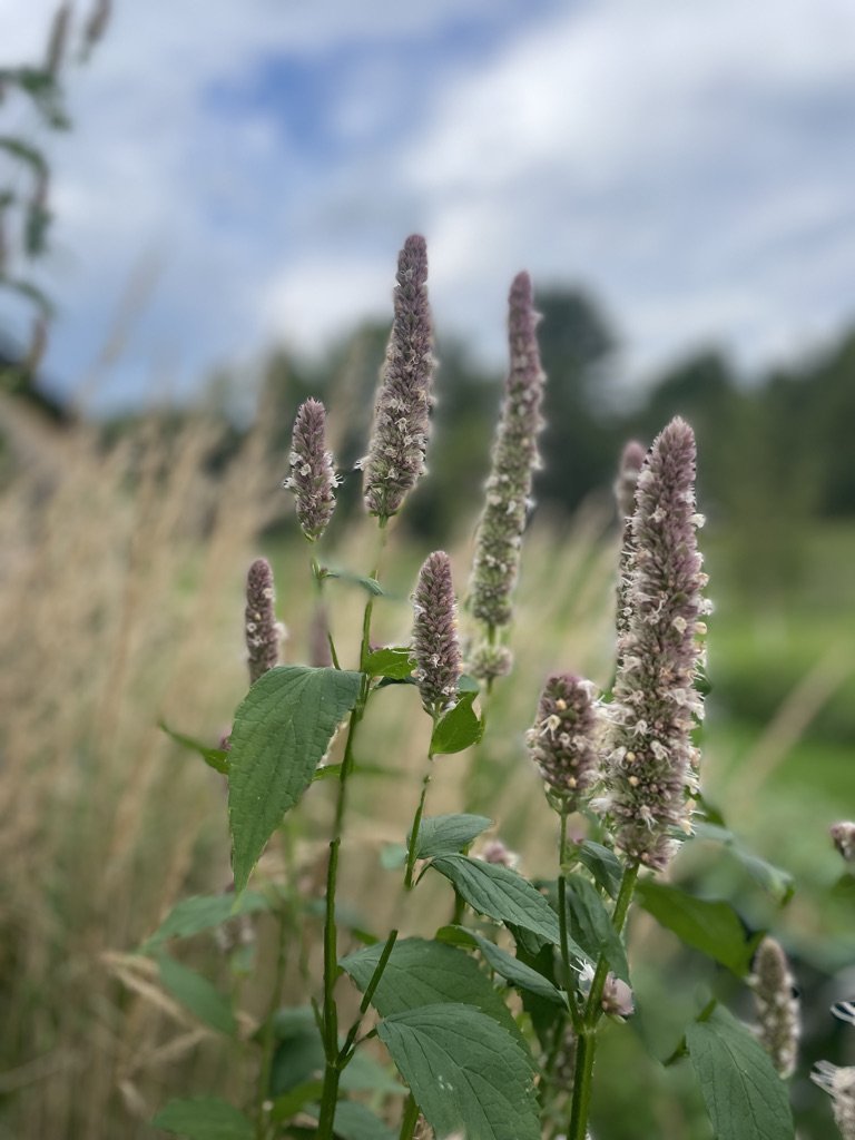 Plant Sale Hosted By Woods Edge Gardens