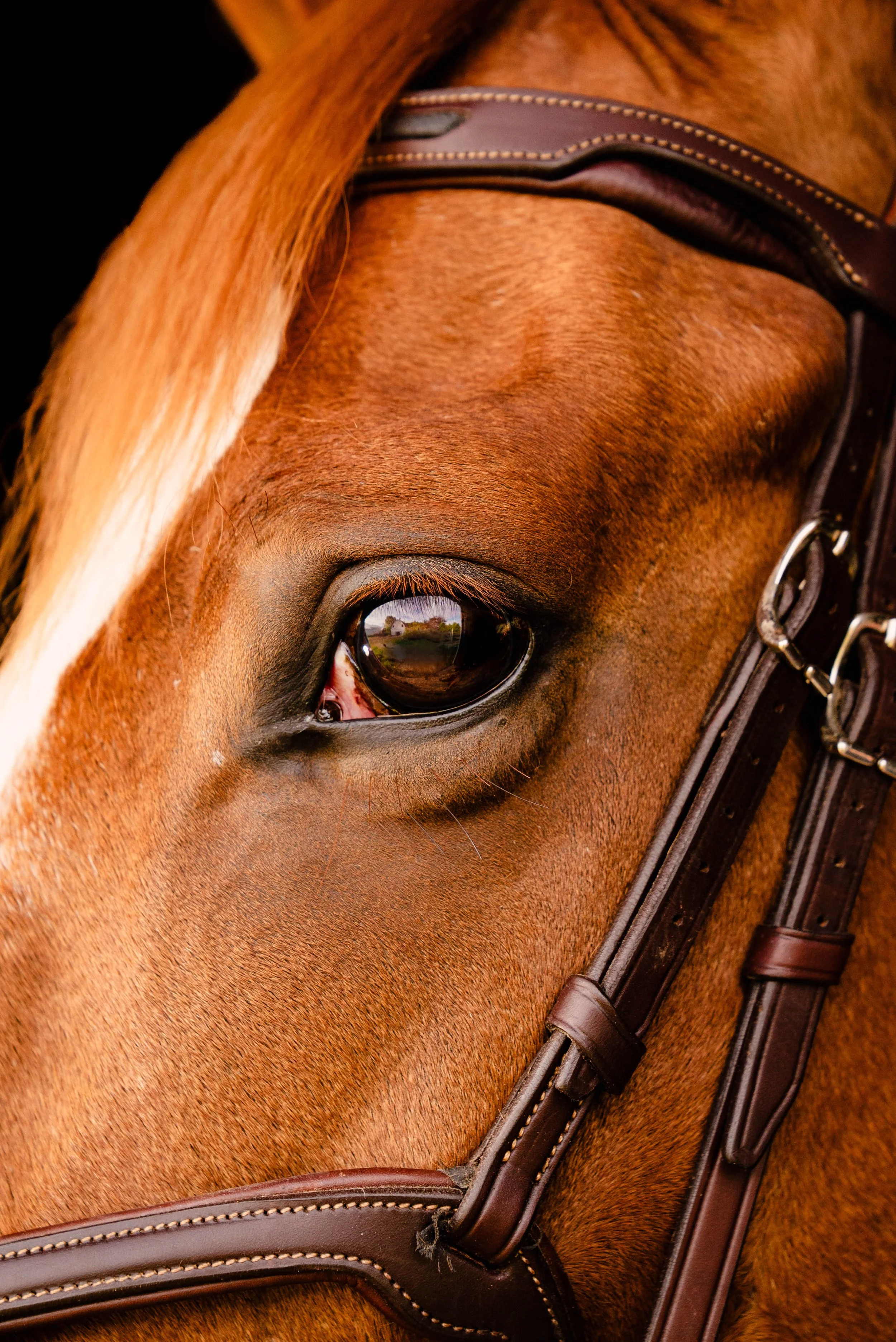 Close up of a horses face showcasing its eye, forelock and bridal in Park City, Utah.