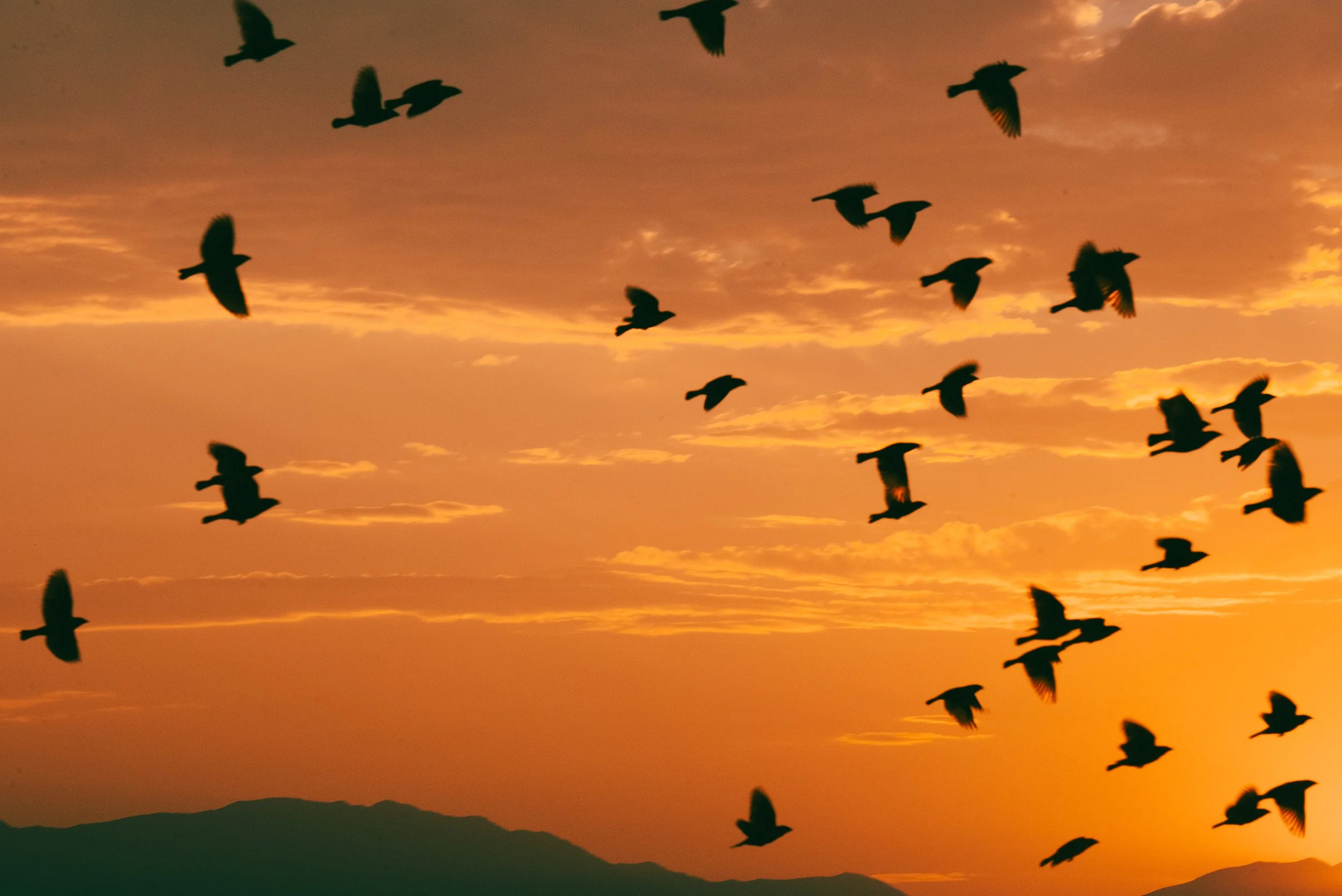 A flock of birds silhouetted flying over a sunset orange sky at Utah Lake.