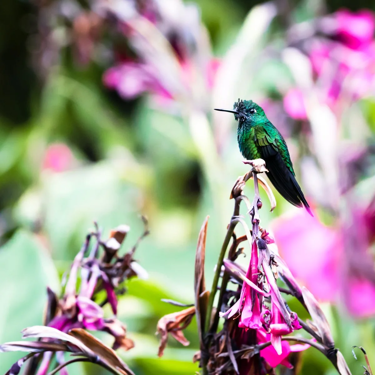 A humming bird perched on a pink flower stem in Costa Rica.