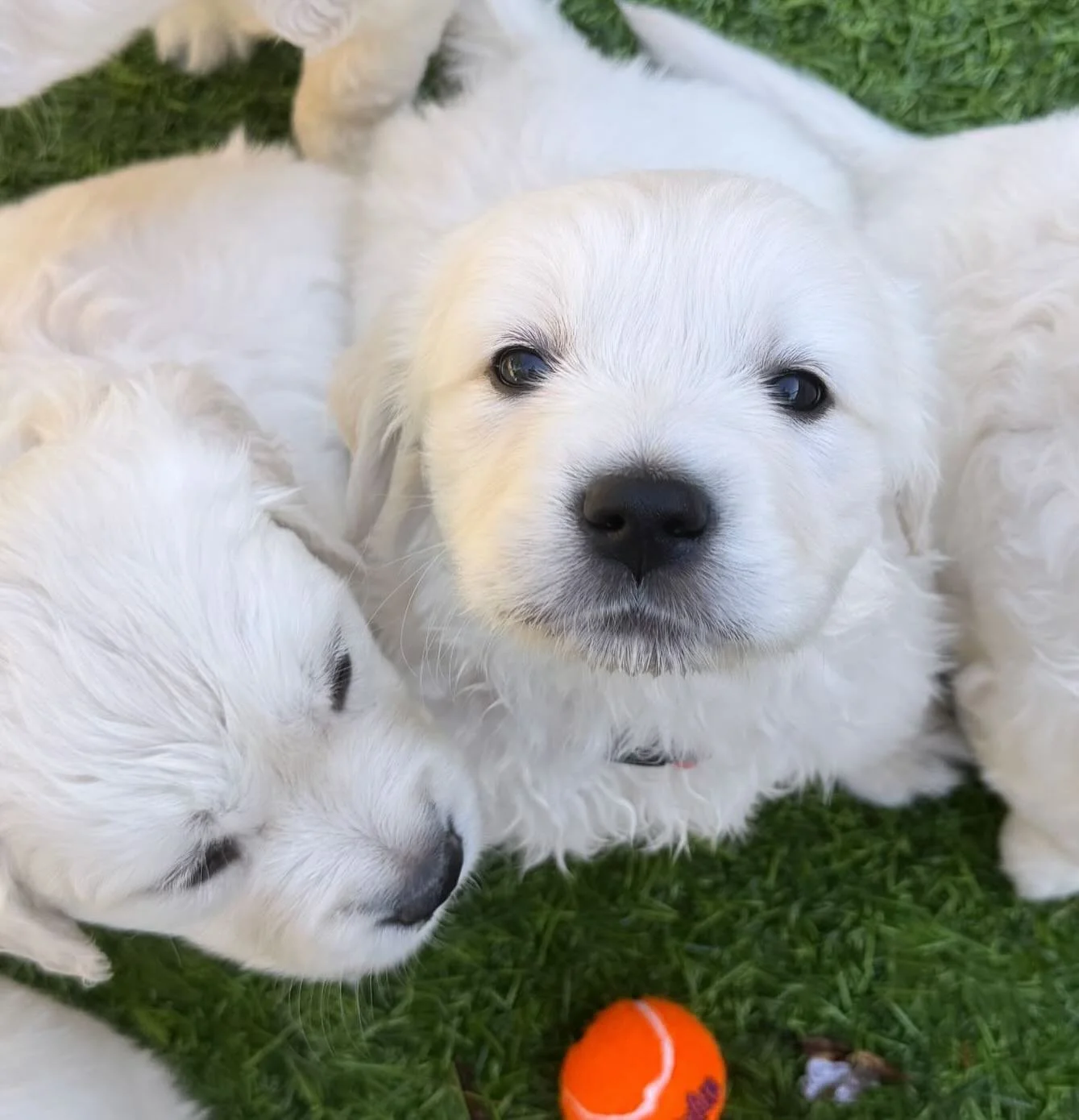 😍 Last litter baby 😍