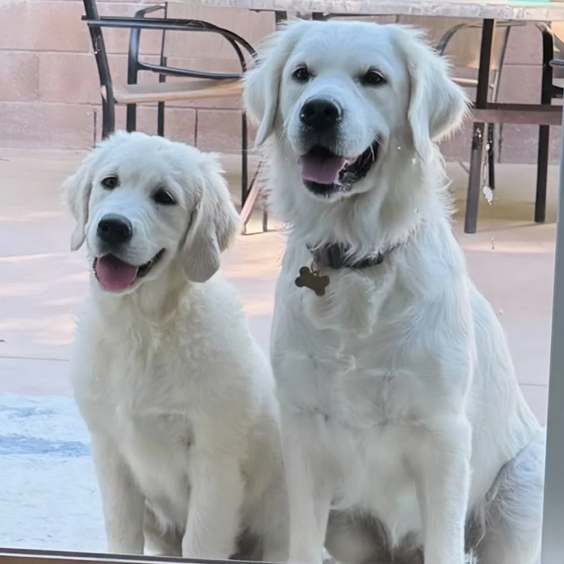 Mother and son 🩷💙 Bodie, is my Mother in laws dog. Glad he comes over for lots of play dates! 🤩

#englishcreamgoldenretrievers #englishcreamgoldenretrieverofinstagram  #californiagoldenretreivers #goldenretriever #goldenretrieverpuppyofinstagram #