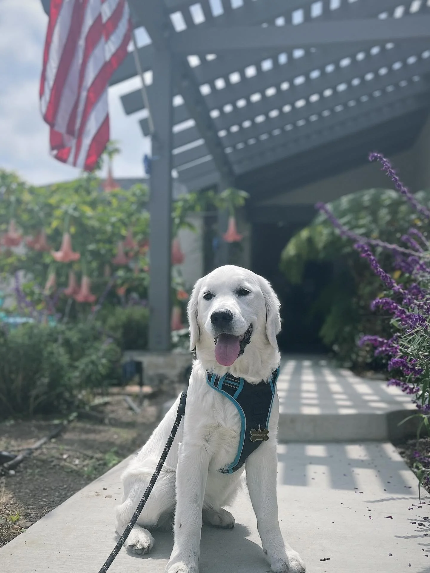 Throwback to 4th of July a few years ago 🇺🇸🎆🇺🇸

#englishcreamgoldenretriever #dogsofinstagram #goldenretriever #california #venturacounty #moorpark #la #puppy #cutegirl #cute #dogoftheday #goldenpuppy #newburypark #camarillo #thousandoaks #westl