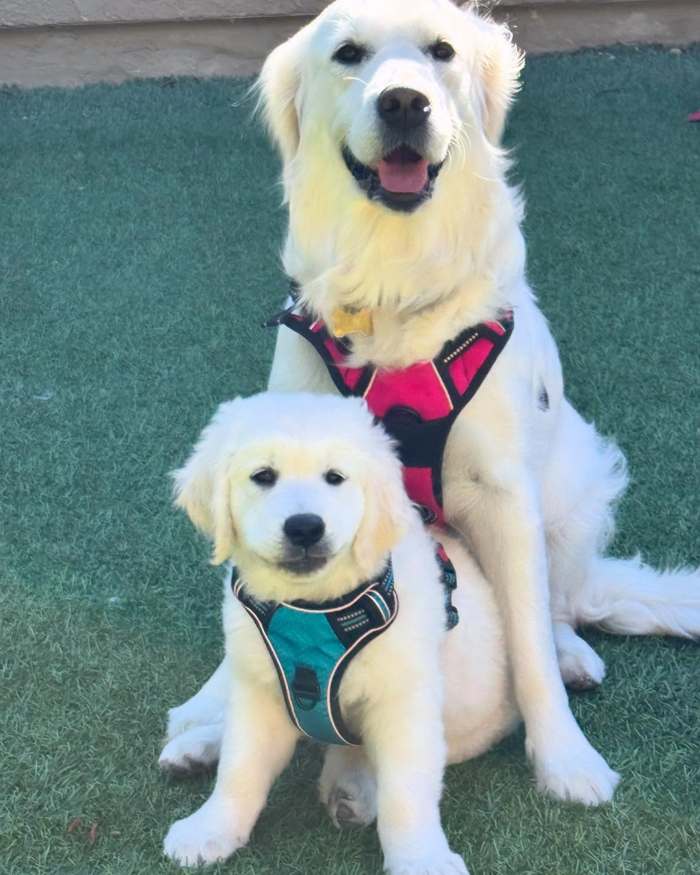 Mother and Son , just hanging out! Sky and Bodie 🩷🩵 Bodie is staying in the family! Love these two! 🫶🤩