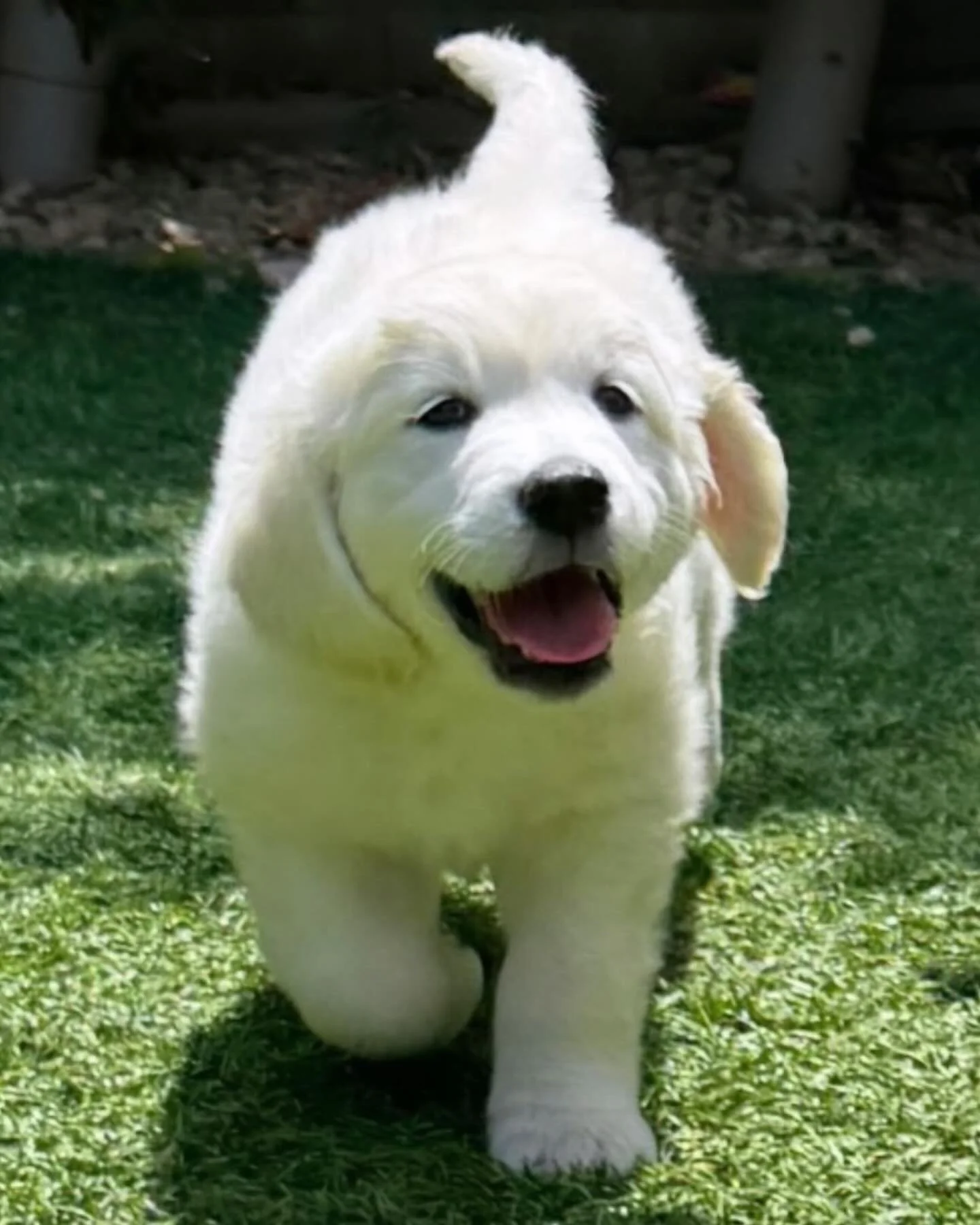 Sky makes handsome boys! ❤️🫶 Love him ❤️

#venturacounty  #puppy #puppiesofinstagram #goldenretriever #goldenpuppy #whiteretriever #englishcreamgoldenretriever #englishcreamgolden #dogsofinstagram #newburypark #westlake #westlakevillage #thousandoak