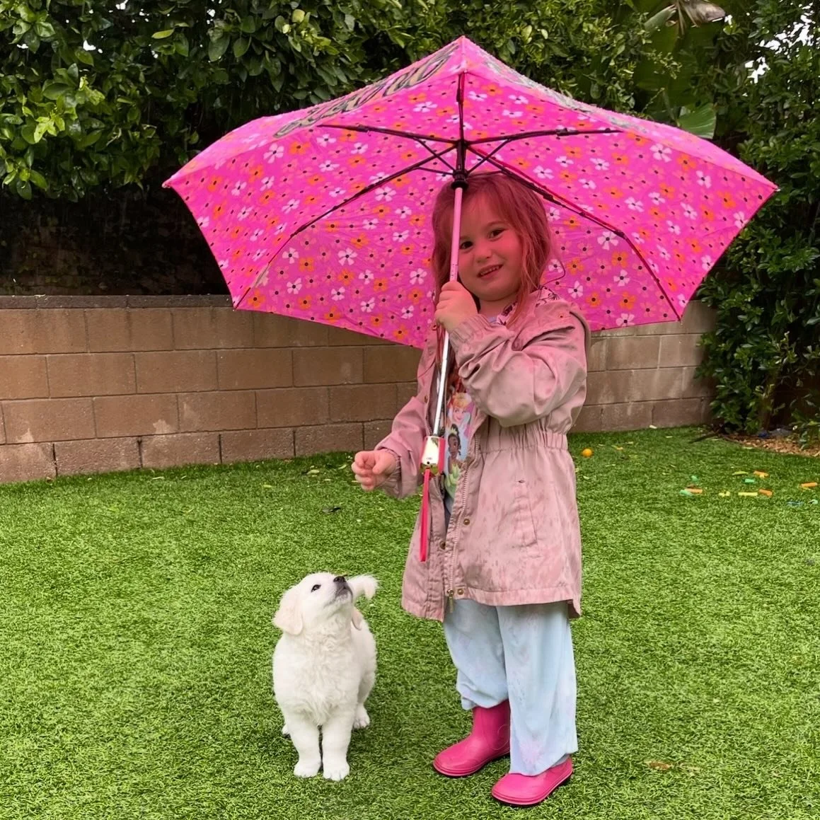 💓💖

#venturacounty  #puppy #puppiesofinstagram #goldenretriever #goldenpuppy #whiteretriever #englishcreamgoldenretriever #englishcreamgolden #dogsofinstagram #newburypark #westlake #westlakevillage #thousandoaks #moorpark #goldenretrieverpuppy #wh