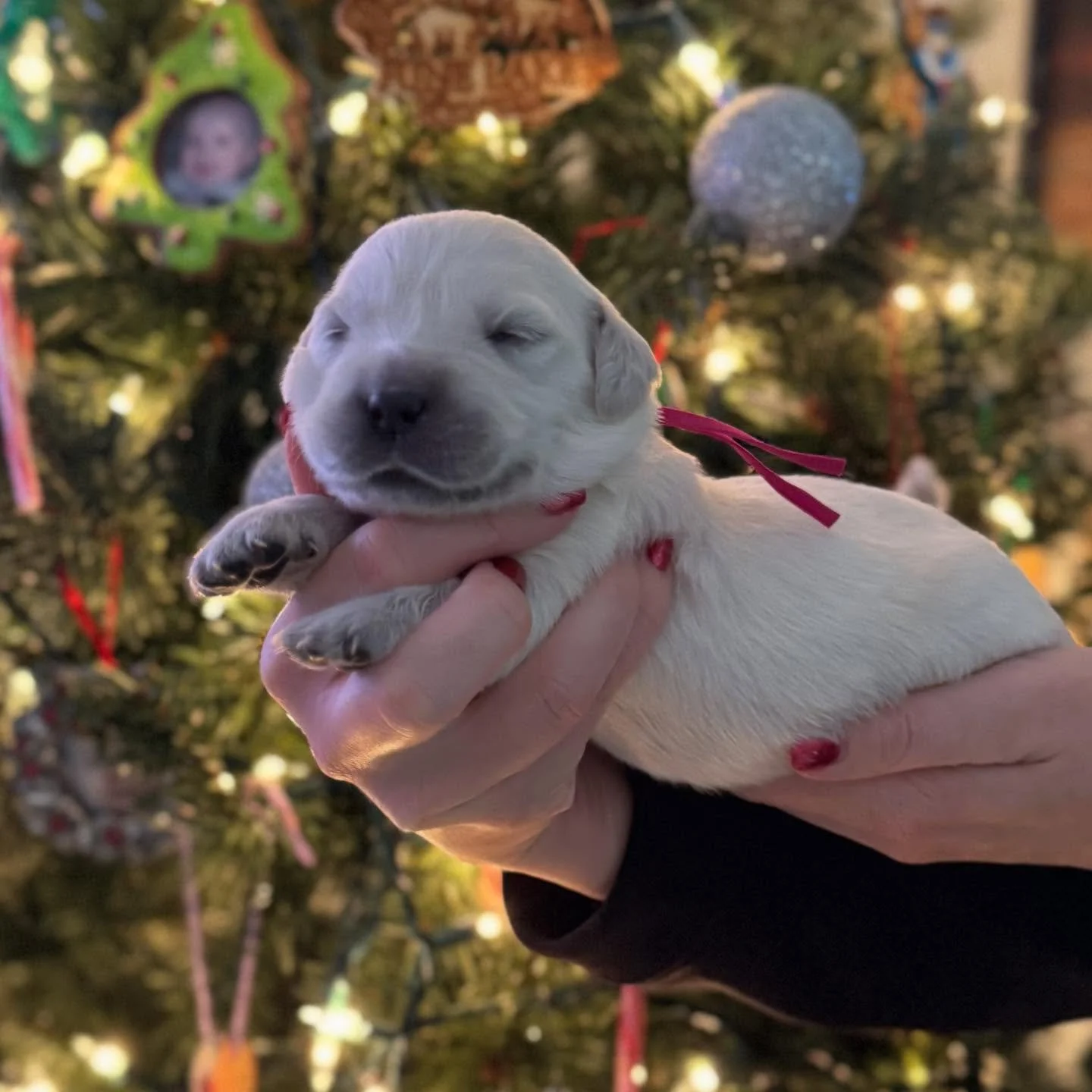 Available ❤️🐶❤️

#venturacounty  #puppy #puppiesofinstagram #goldenretriever #goldenpuppy #whiteretriever #englishcreamgoldenretriever #englishcreamgolden #dogsofinstagram #newburypark #westlake #westlakevillage #thousandoaks #moorpark #goldenretrie