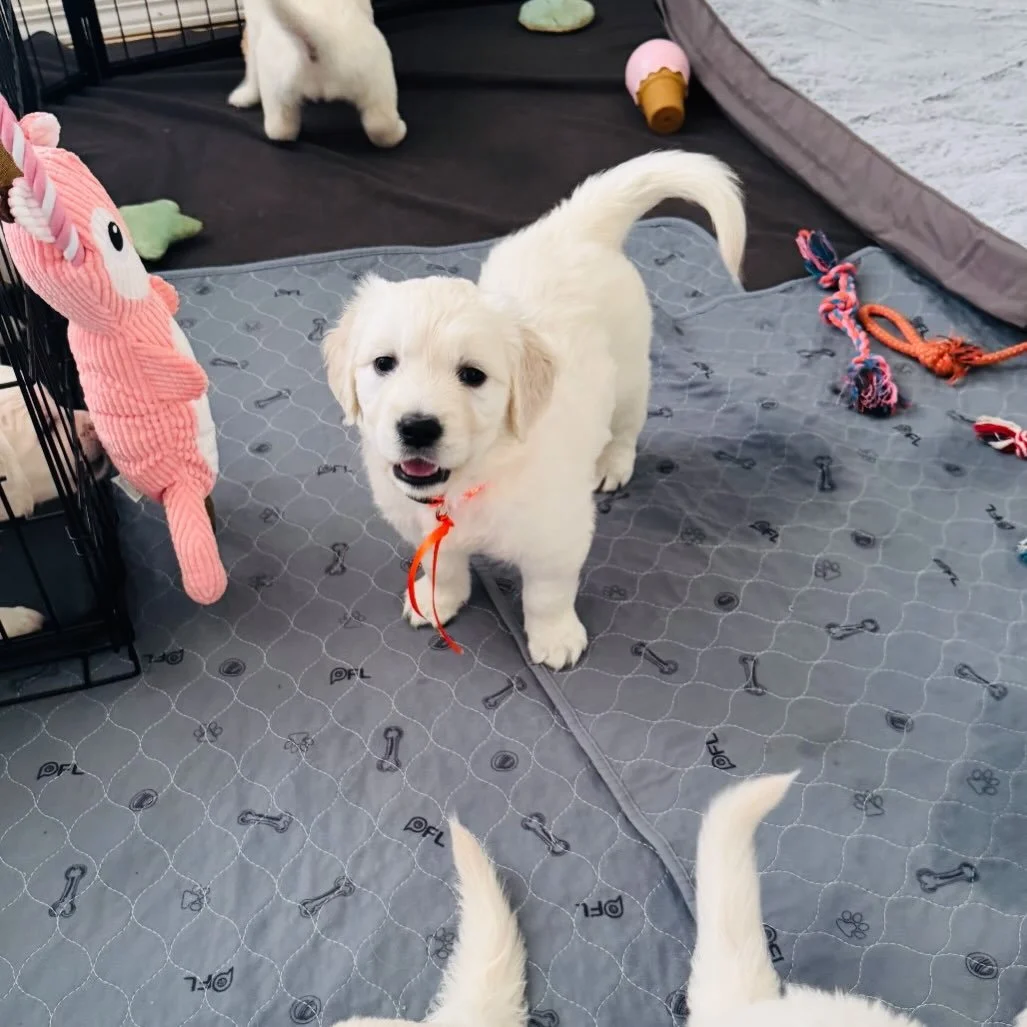 Miss Daisy 🌼 (Miss Orange) 🍊