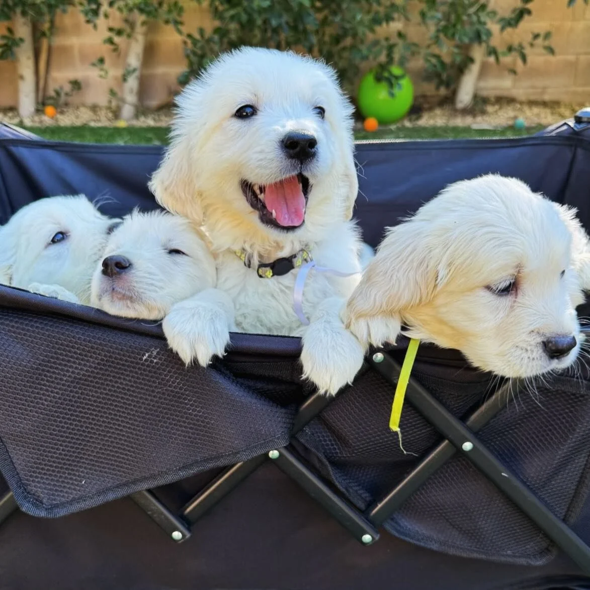 7 weeks today!!! 🤩☀️

#venturacounty  #puppy #thousandoaks #camarillo #simivalley