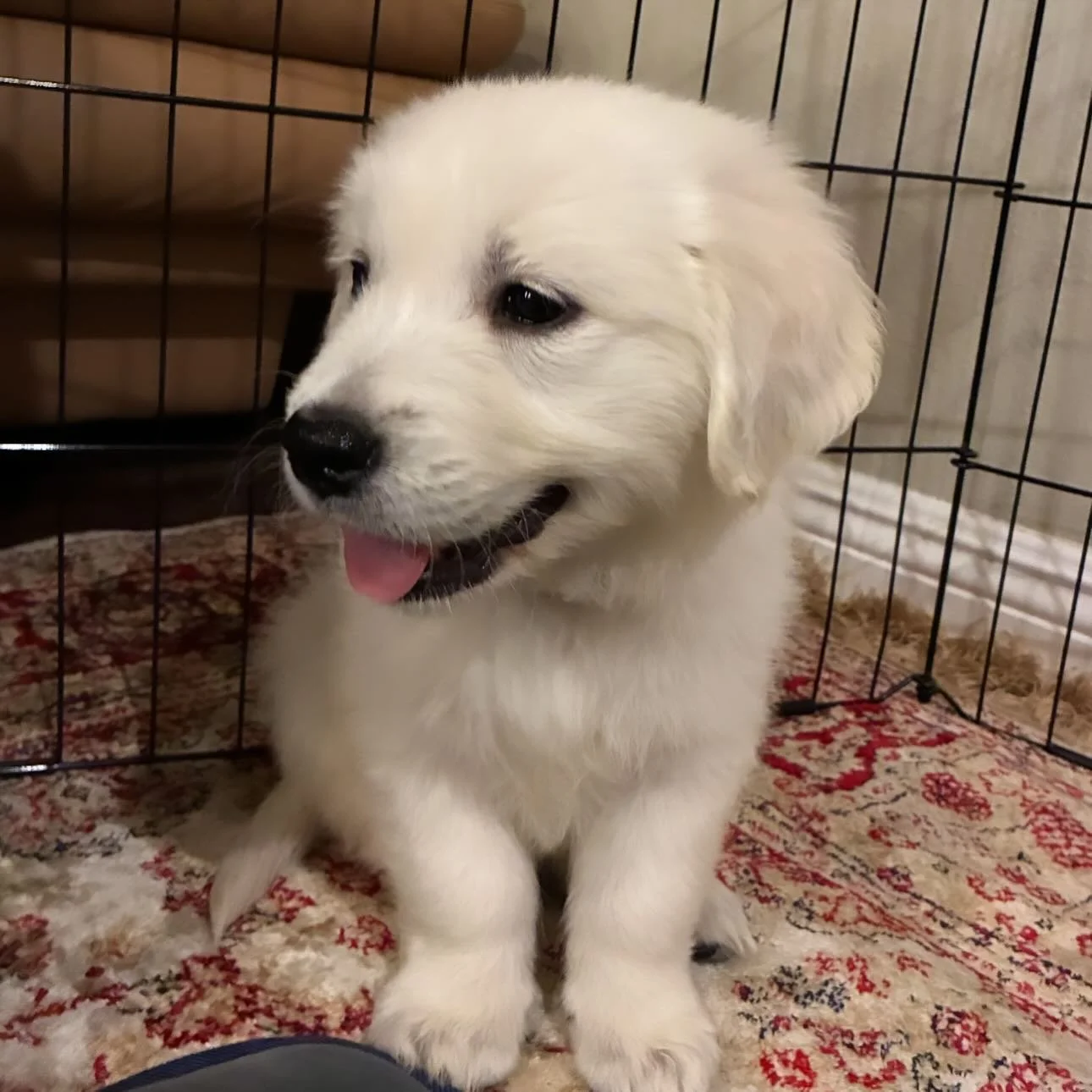 KOBE! (Mr.Gray) settling into his new amazing home so nicely!! 😍🐶👏