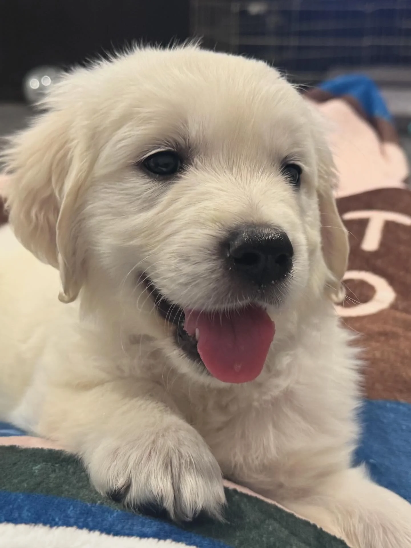 Rocky is loving his new family! 💚🏡 Look 👀 at that smile! 🥹🐶