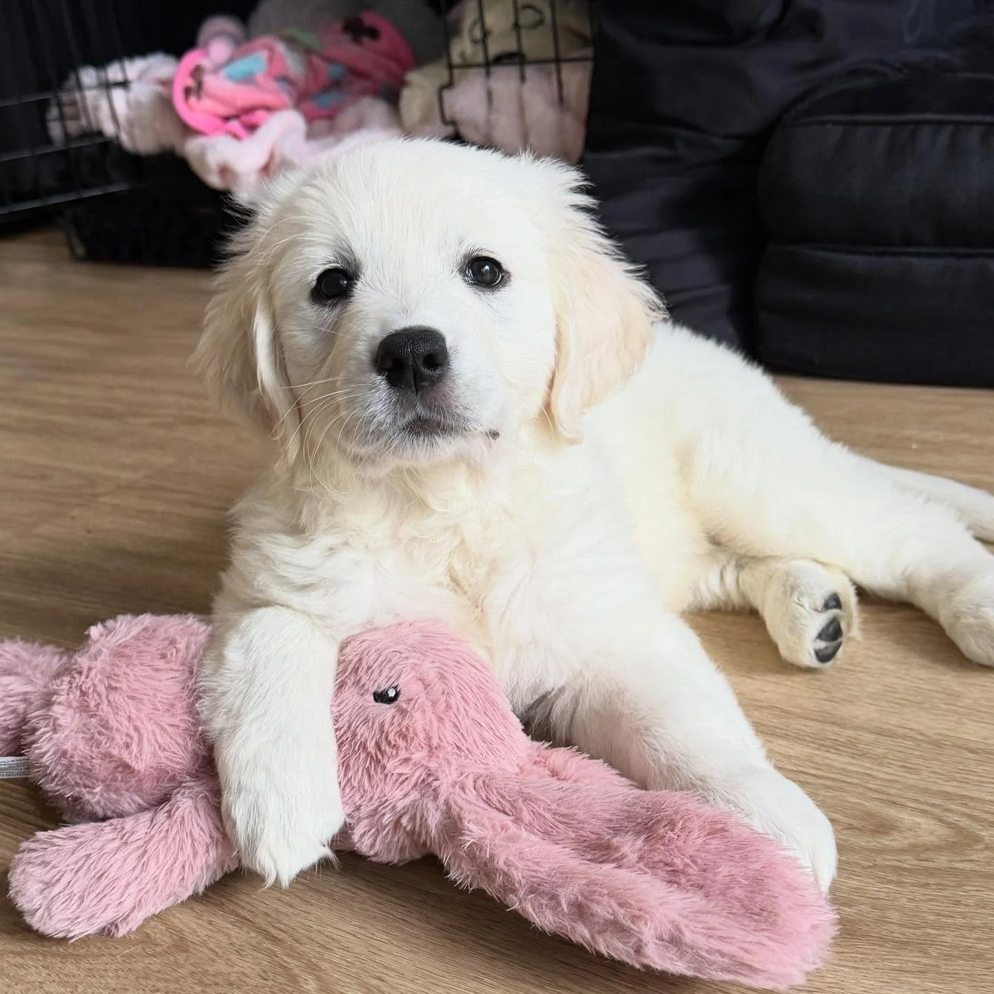 Miss Daisy 🧡🤩🧡