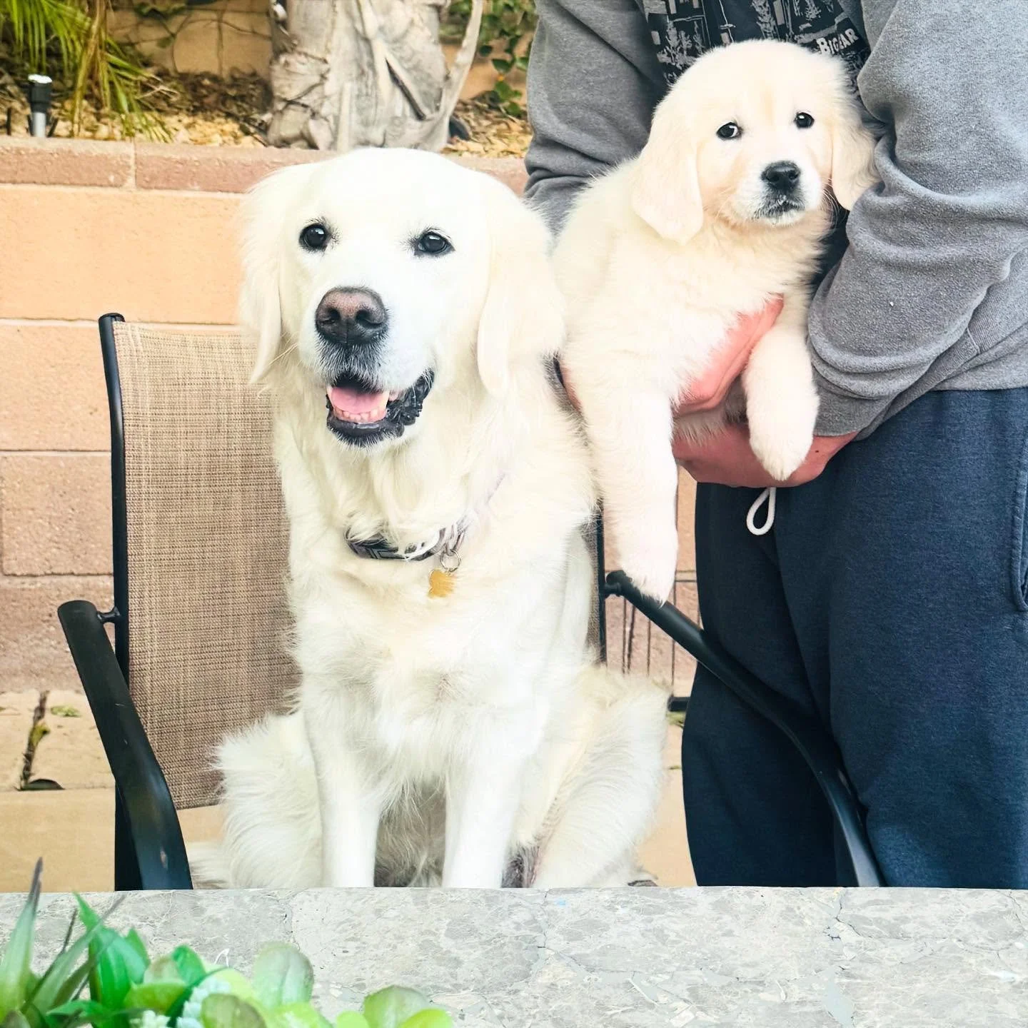 Meet, Luna!! 💓 She is the newest member of our family!! 😍
Fun Fact: She is Sky&rsquo;s sister!!💕💕