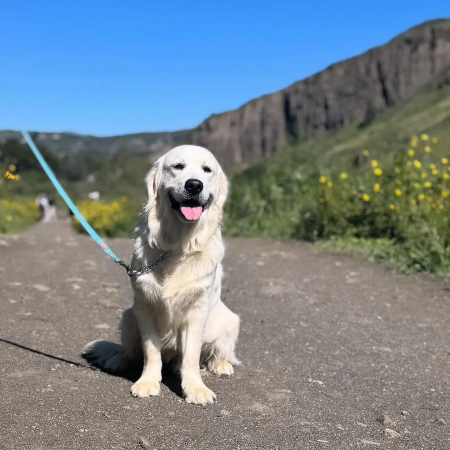 Happy almost birthday to Sky&rsquo;s first litter!! 🥰🎉 🎂 To my families: please send me your first birthday pictures!! This is Bodie!!!&hellip;My mother-in-law&rsquo;s dog (Mr.Blue)