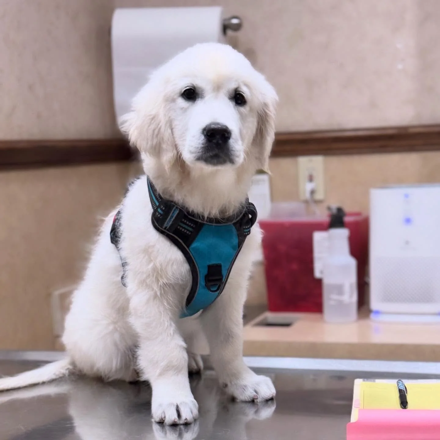 Luna&rsquo;s first vet visit!! 💕💓 nervous but healthy girl!🥰🎉