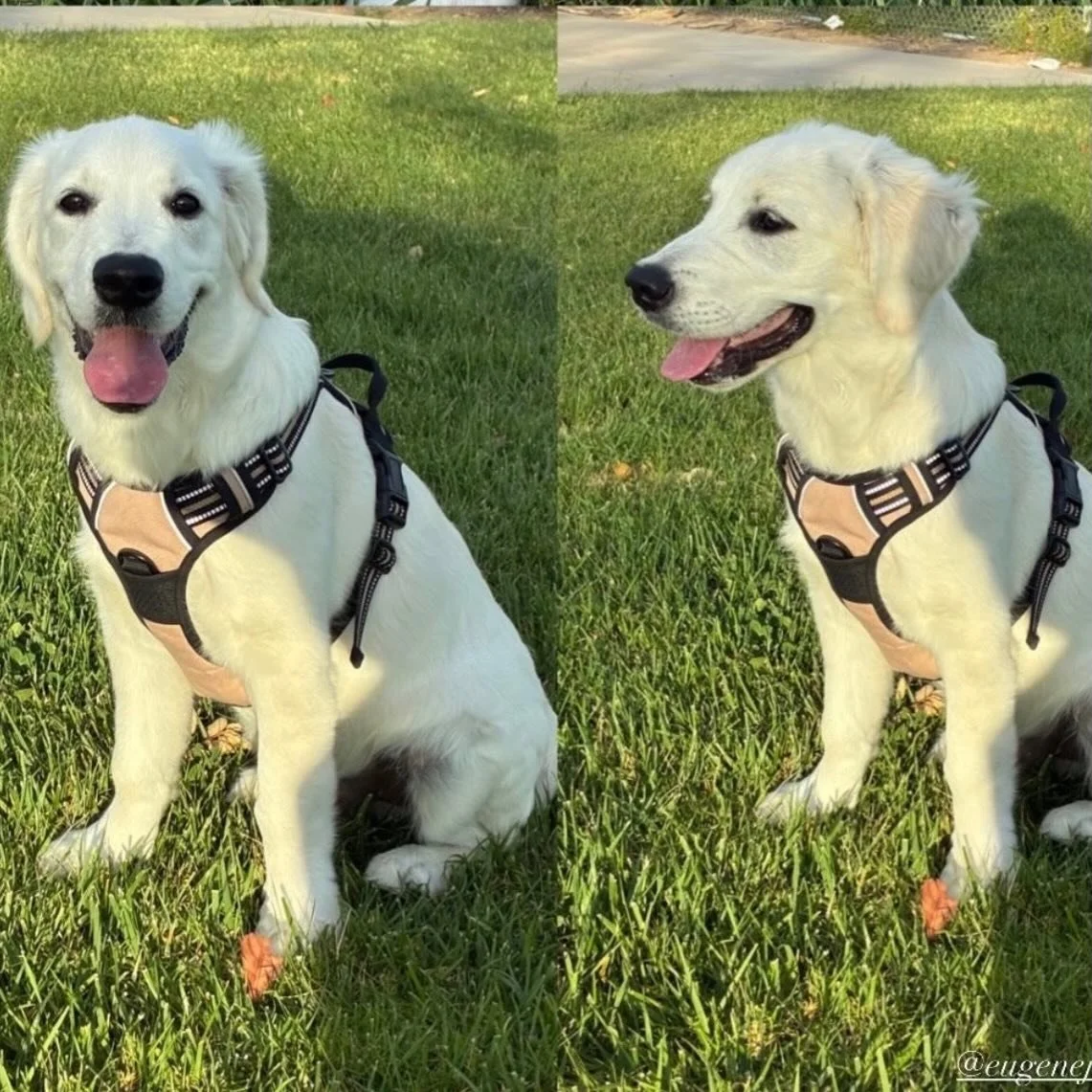 Kobe!! (Mr.Gray) from Sky&rsquo;s last litter! He just finished his last round of puppy 💉 and he loves to run around the park!! 
🤩🩶🤩🩶🤩