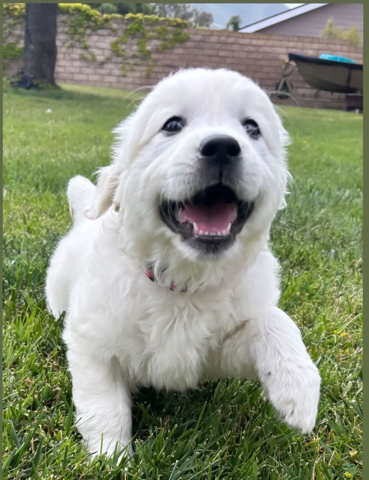 Baby Millie from Sky&rsquo;s first litter 💝🥰 then and now➡️