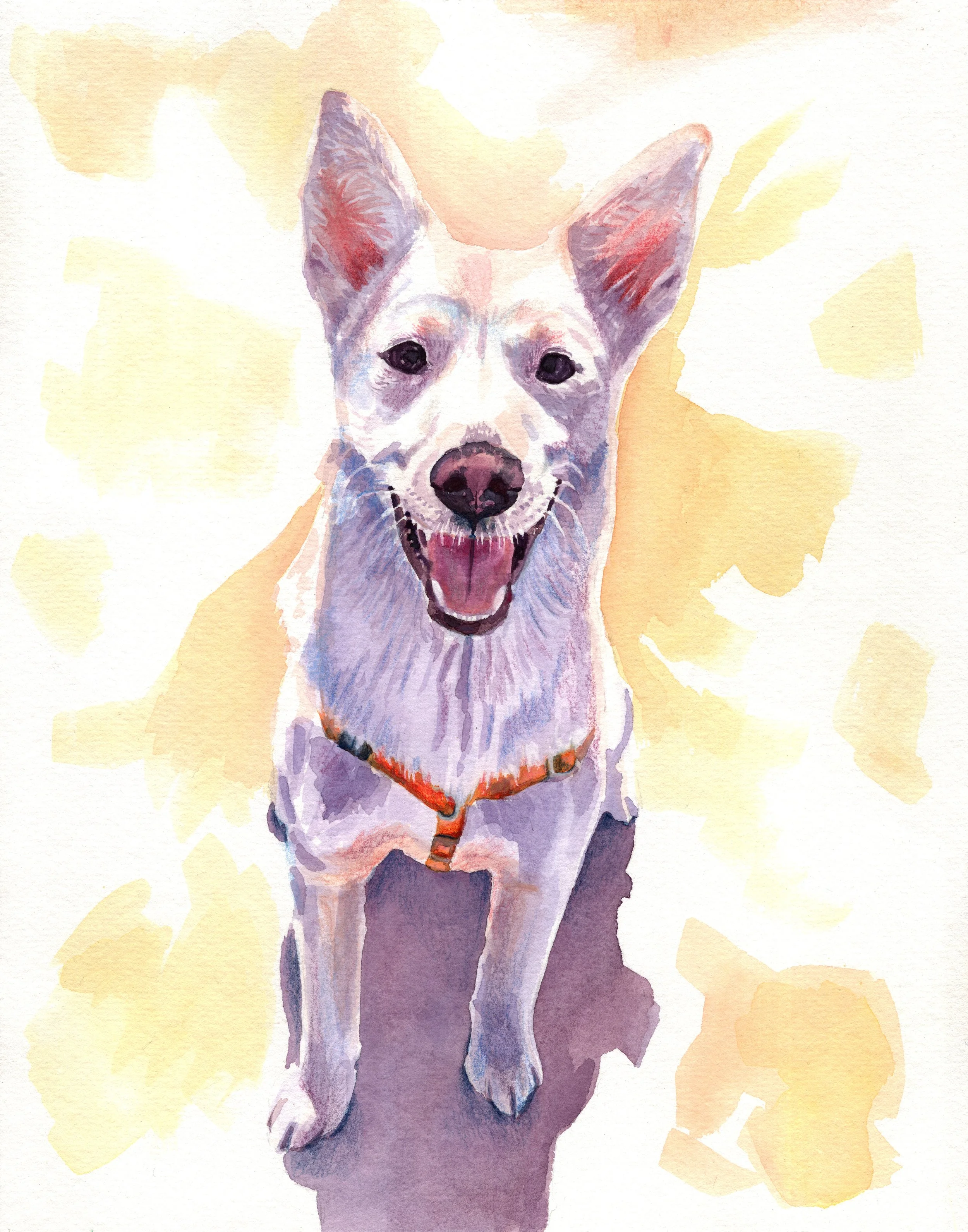 Pet Portraits
